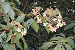 Hydrangea heteromalla